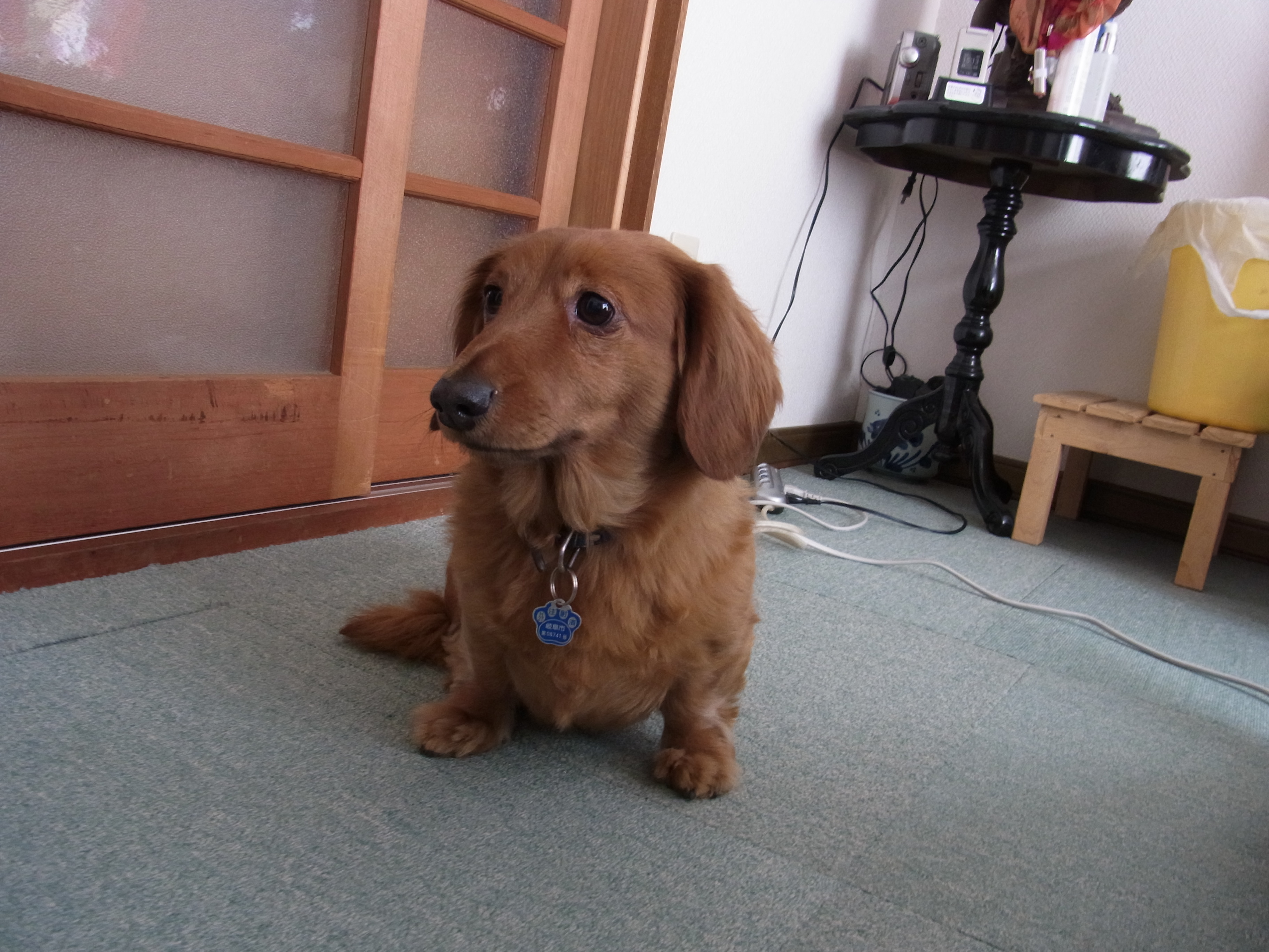 迷子の犬
